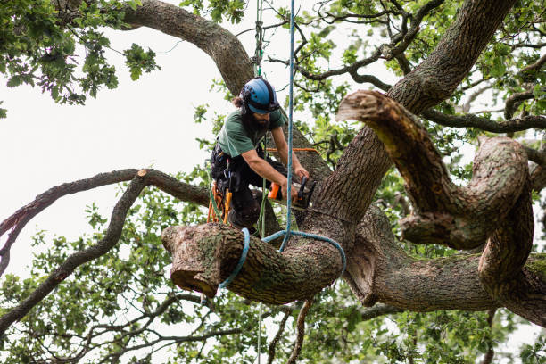 Best Tree Health Inspection  in Banning, CA