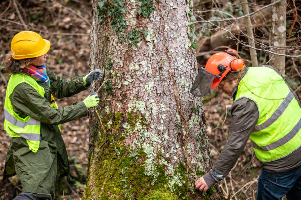 How Our Tree Care Process Works  in  Banning, CA